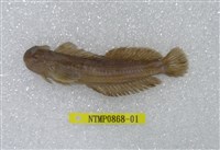 藏品(矮冠鳚)的圖片